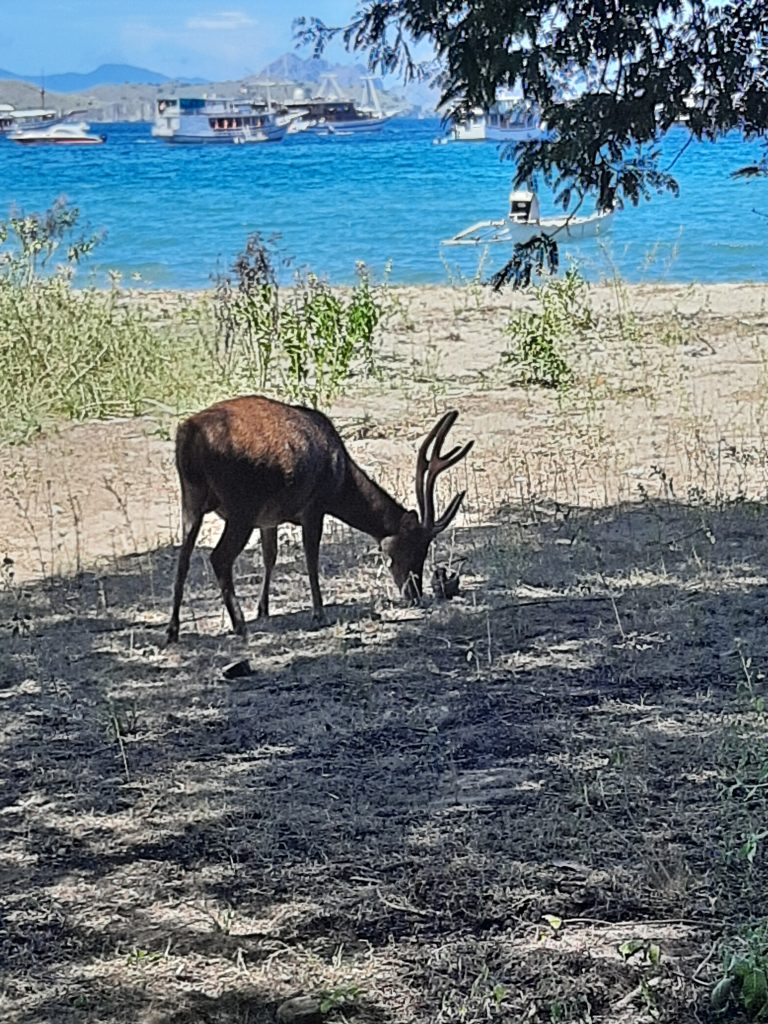visit Komodo island