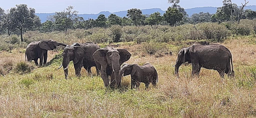 Masai Mara NP: One of the best national parks and places to visit in Kenya