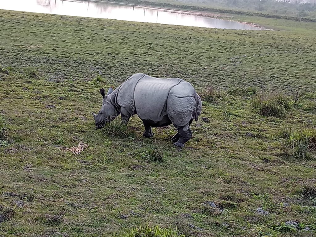 Kaziranga- the best spot for wildlife in India