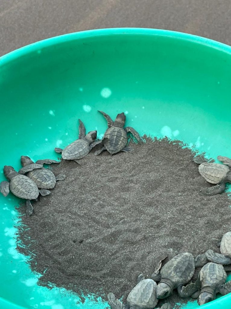 Baby turtles at the Velas Turtle festival
