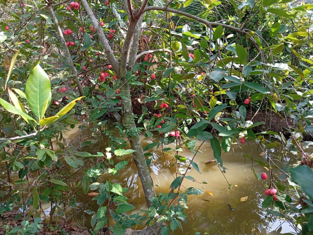 Mekong delta: One of the best places to visit in South Vietnam