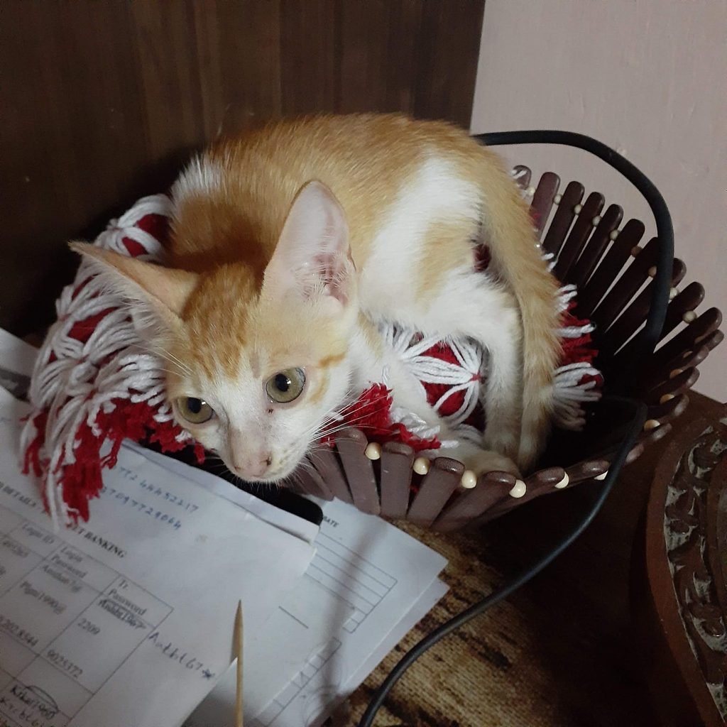 Survival every day-Kuppi's lookalike!