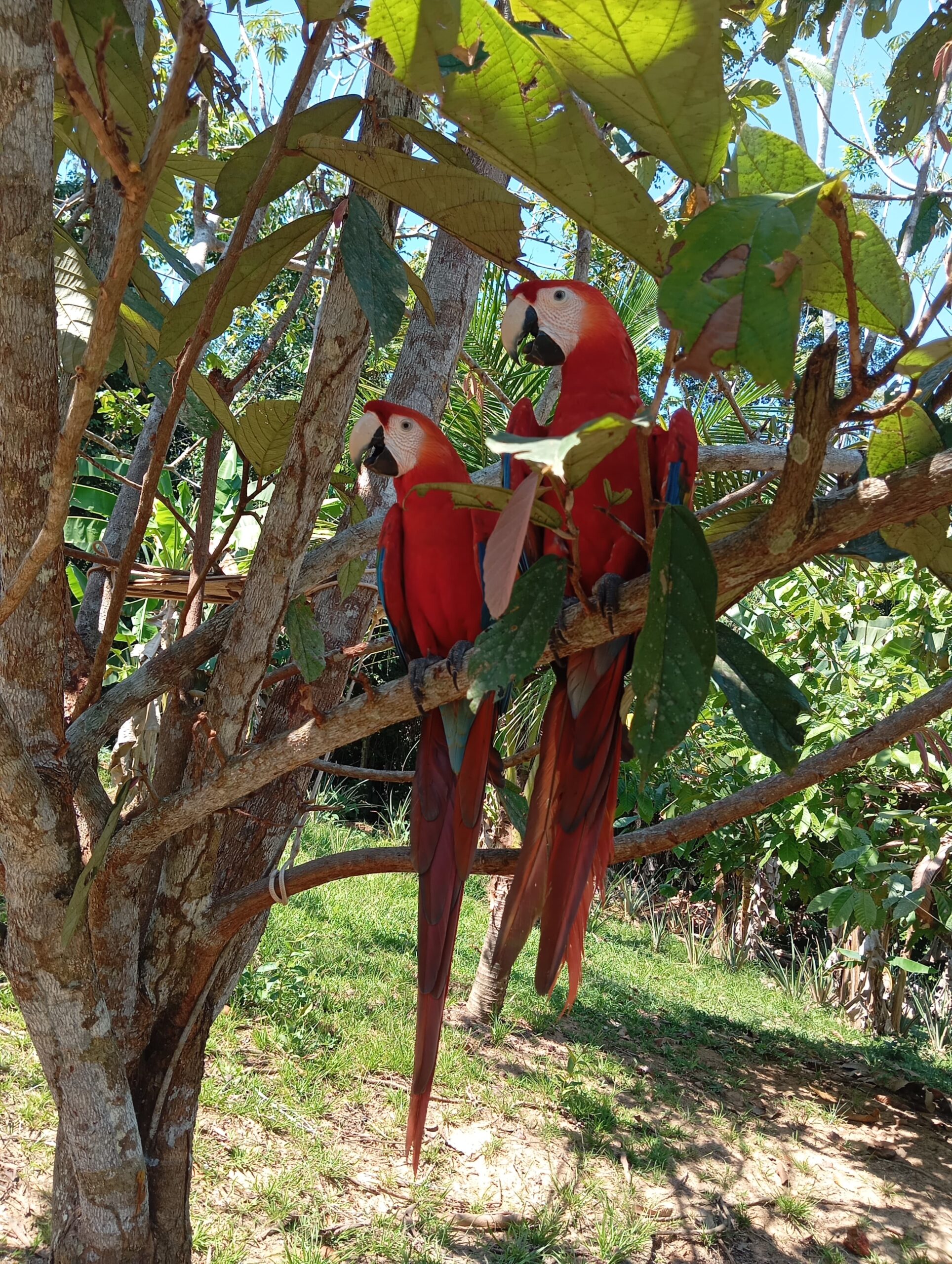 Peru-The Amazon wonder, beyond Machu Pichu