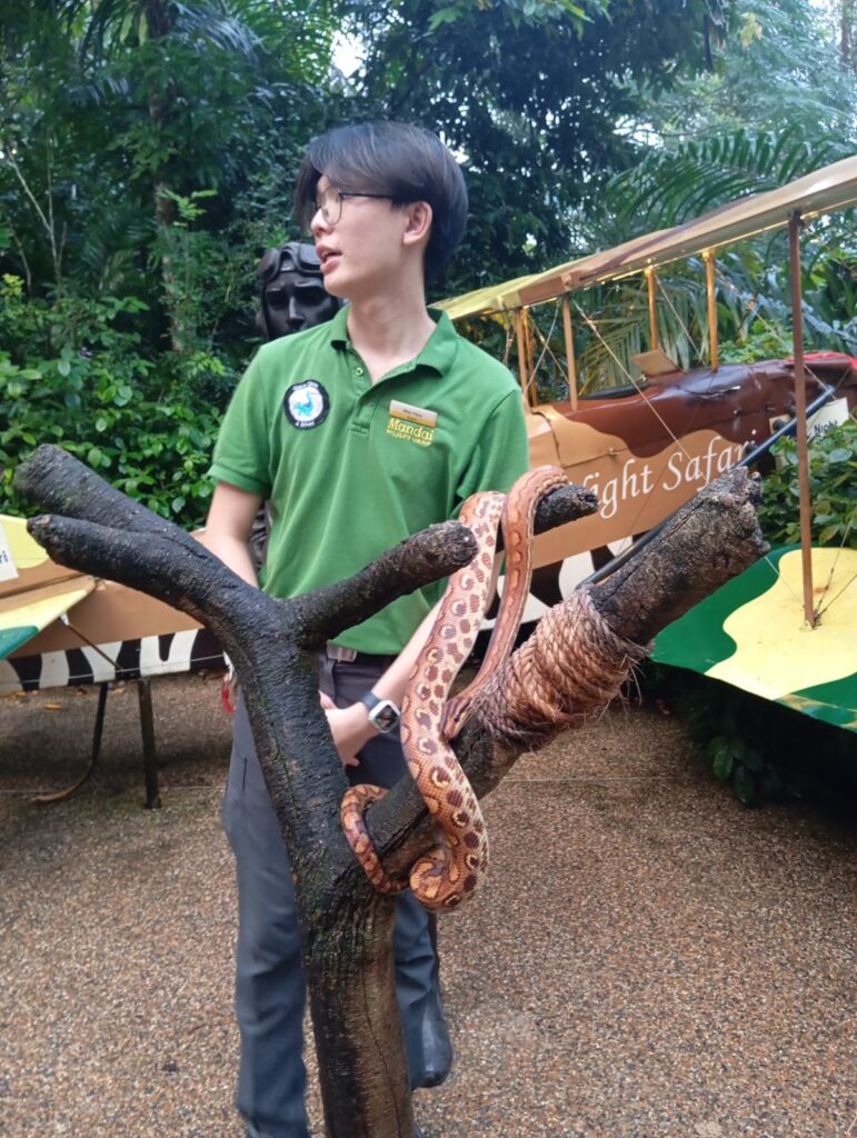 Rainbow boa at the Night safari in Mandai Singapore